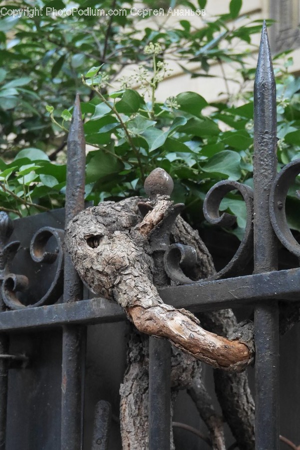 Plant, Wood, Animal, Lizard, Reptile