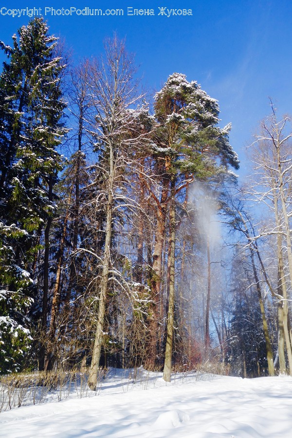 Tree, Plant, Abies, Fir, Conifer