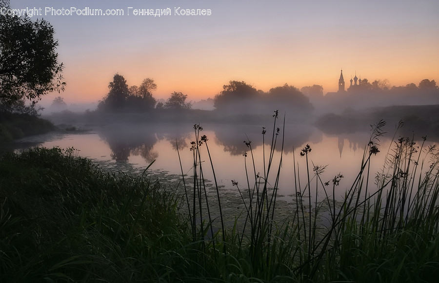 Nature, Outdoors, Water, Grass, Plant