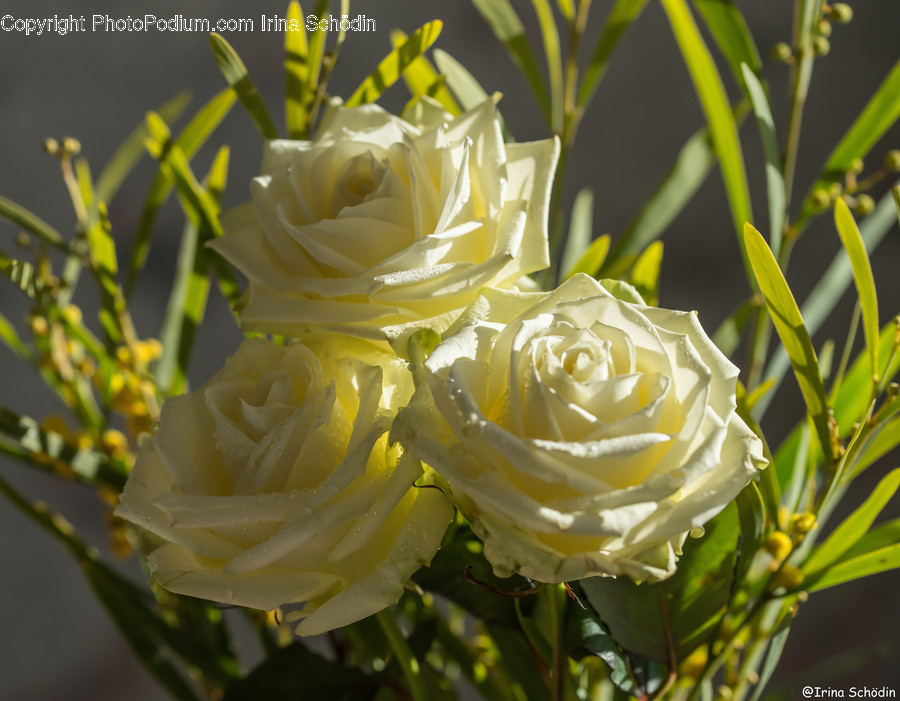 Plant, Flower, Rose, Blossom, Flower Arrangement