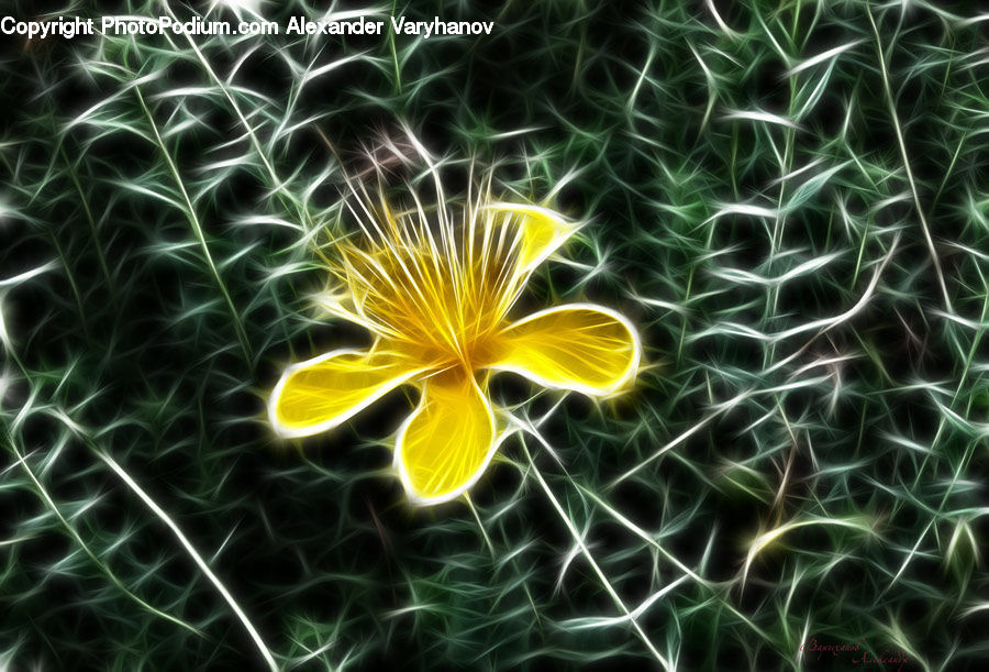 Asteraceae, Blossom, Flora, Flower, Plant, Fireworks, Night