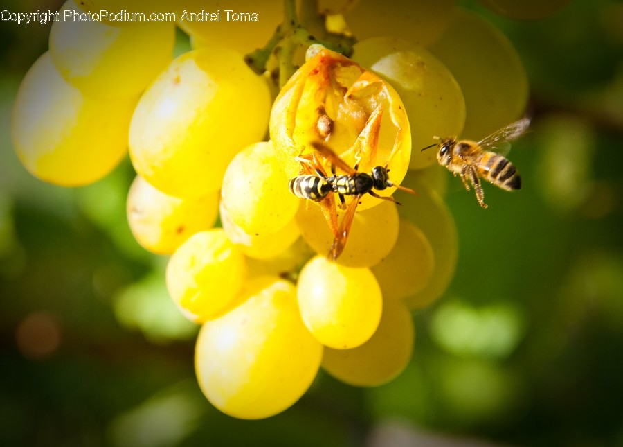 Invertebrate, Bee, Animal, Insect, Honey Bee