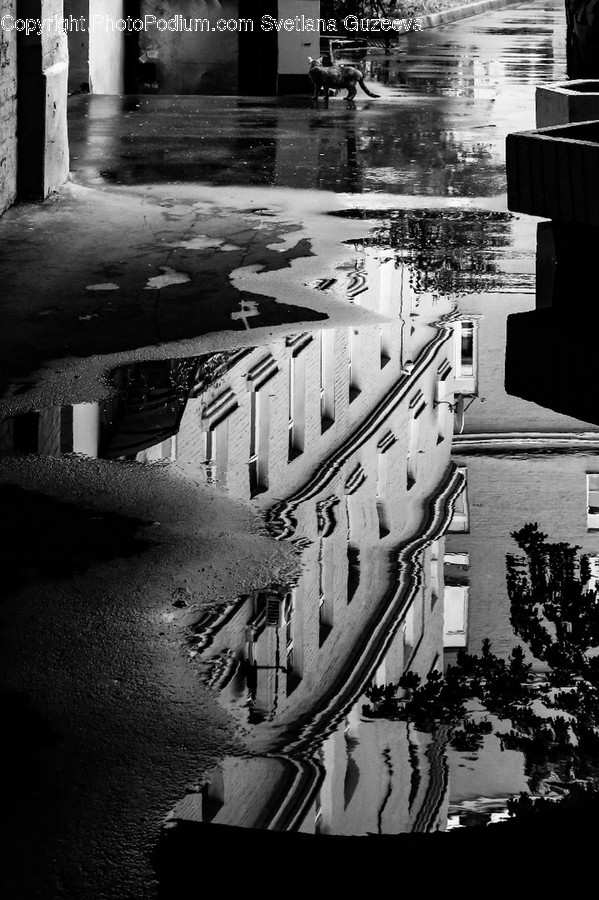 Puddle, Building, Architecture, Outdoors, Horse