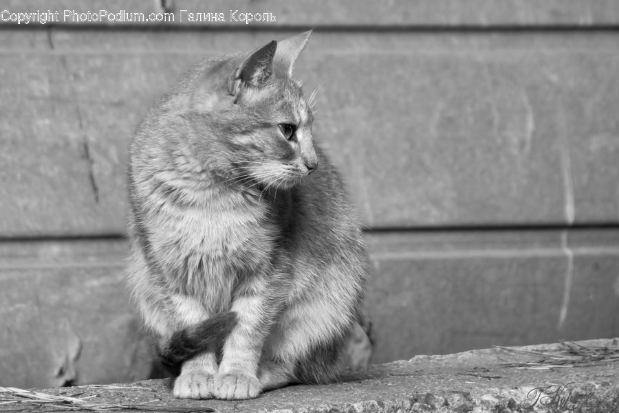 Cat, Pet, Mammal, Animal, Abyssinian