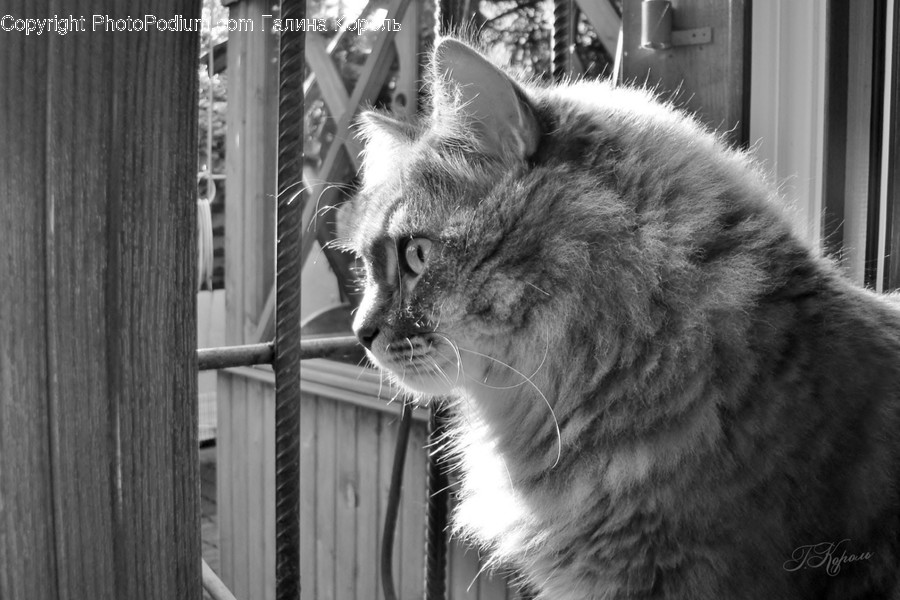 Cat, Abyssinian, Mammal, Animal, Pet