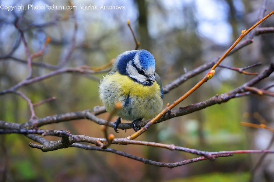Animal, Jay, Bird, Bluebird, Blue Jay