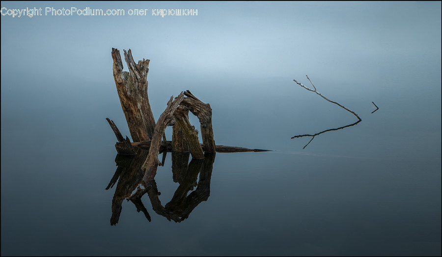 Wood, Driftwood, Bird, Animal