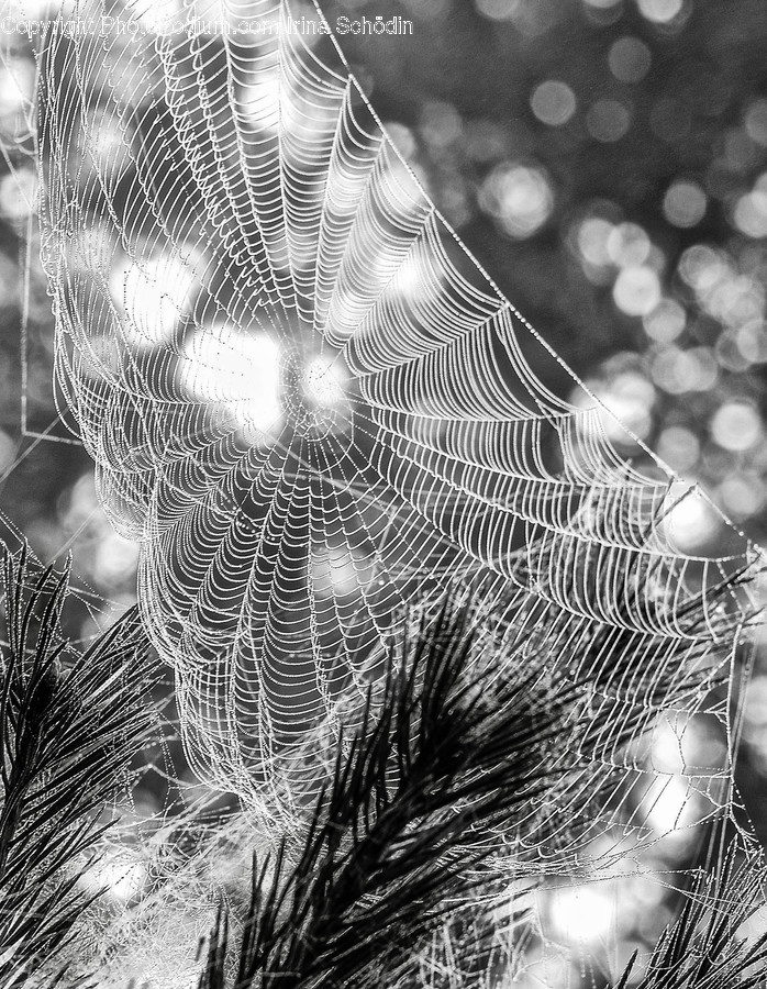 Spider Web