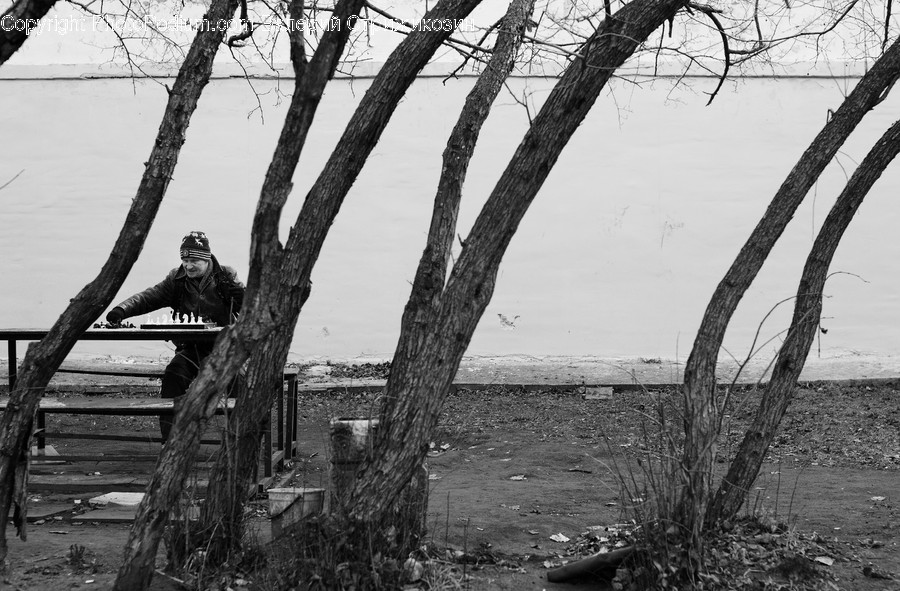 Plant, Tree, Tree Trunk, Person, Human