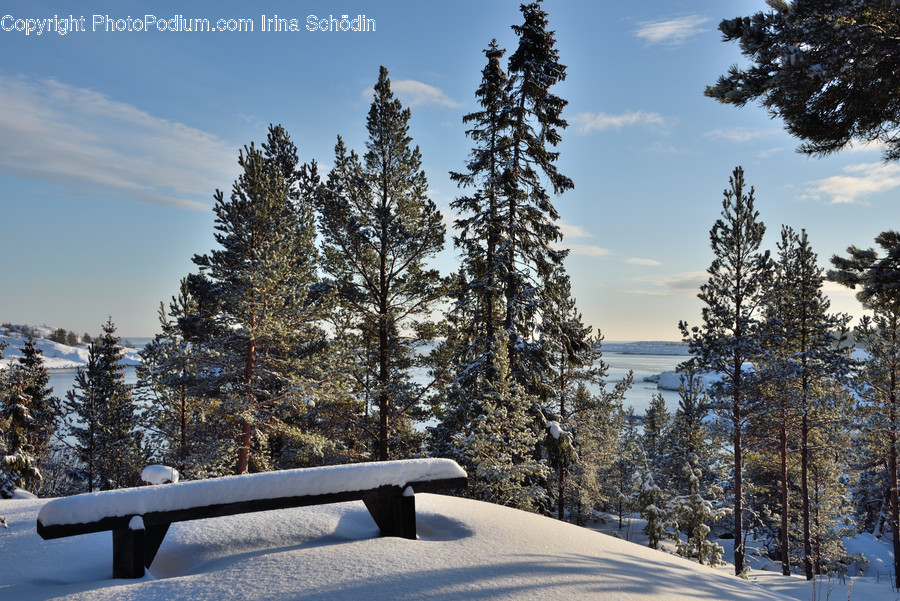 Plant, Tree, Abies, Fir, Bench