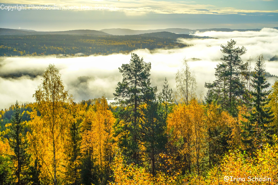 Plant, Tree, Abies, Fir, Nature