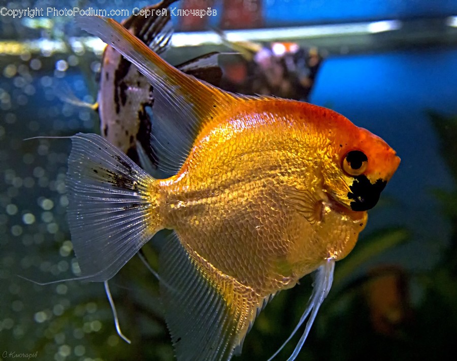 Fish, Animal, Sea Life, Angelfish, Water
