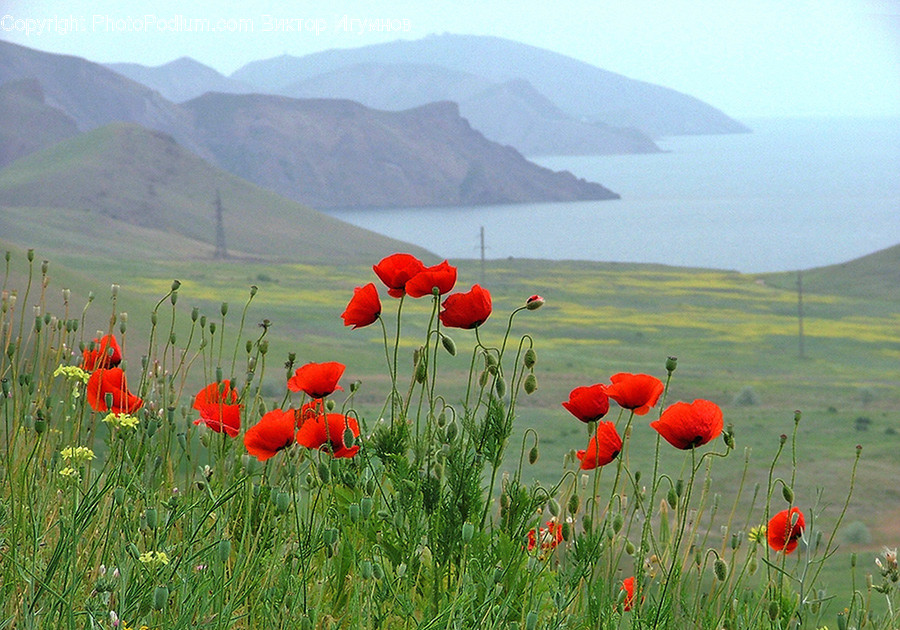 Plant, Blossom, Flower, Poppy, Bird