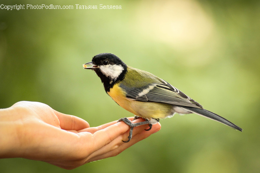 Bird, Animal, Finch, Person, Human