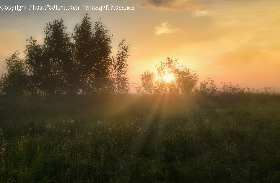 Flare, Light, Nature, Sunlight, Outdoors