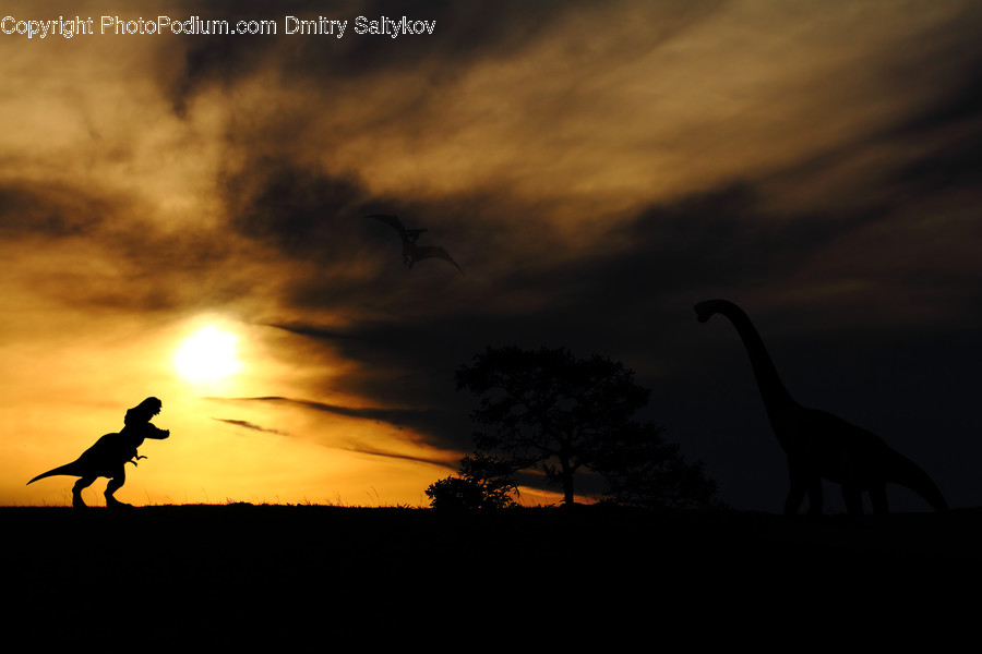 Silhouette, Nature, Bird, Animal, Outdoors