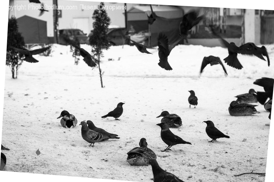 Bird, Animal, Silhouette, Pigeon, Cattle
