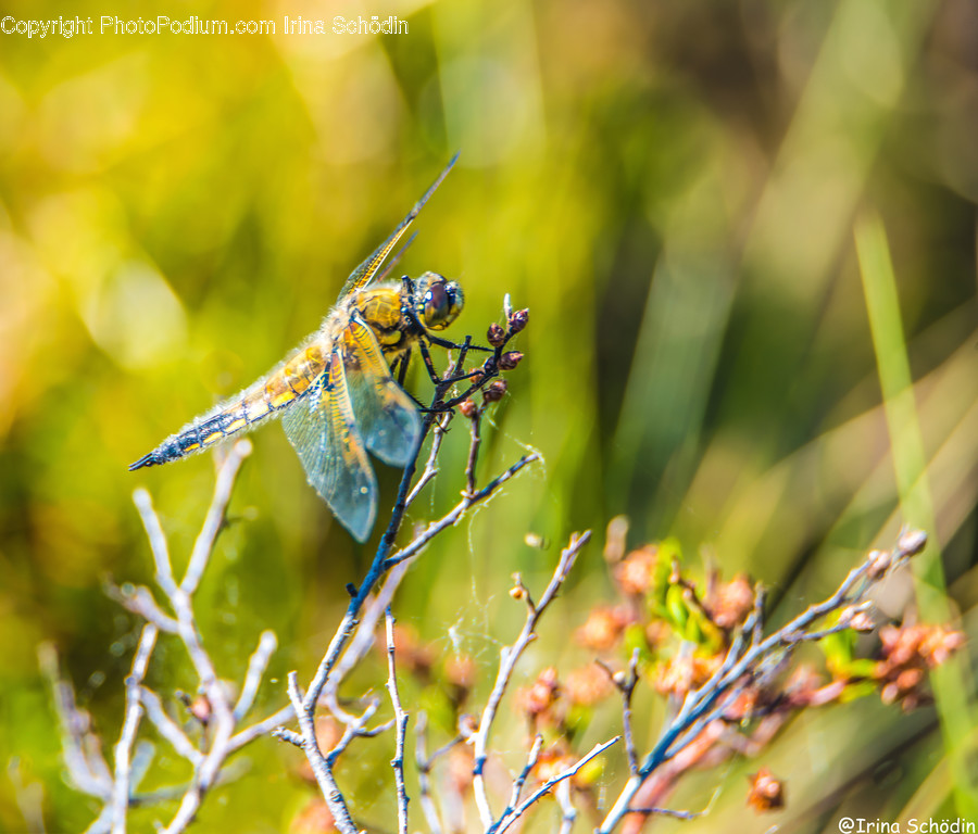 Invertebrate, Anisoptera, Animal, Insect, Dragonfly