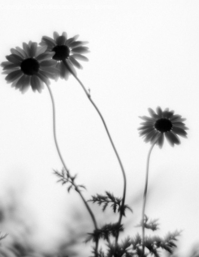 Plant, Daisy, Blossom, Flower, Daisies