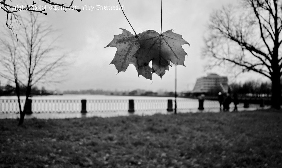 Plant, Leaf, Tree, Human, Person
