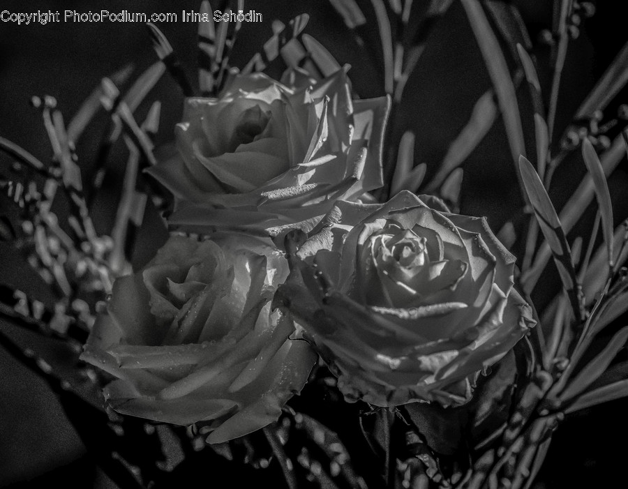 Rose, Plant, Flower, Blossom, Person