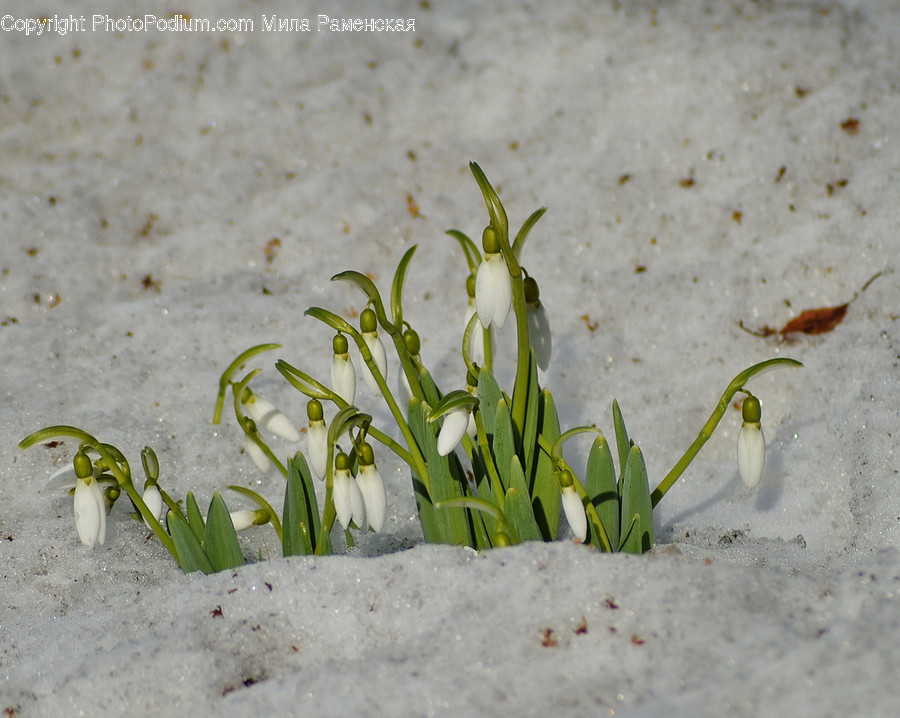 Plant, Sprout, Moss, Blossom, Flower