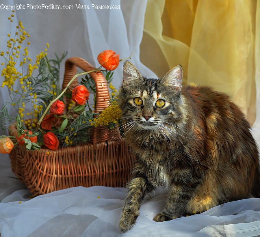 Mammal, Animal, Cat, Pet, Basket