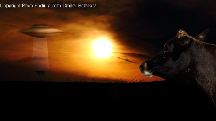 Light, Flare, Animal, Mammal, Cattle