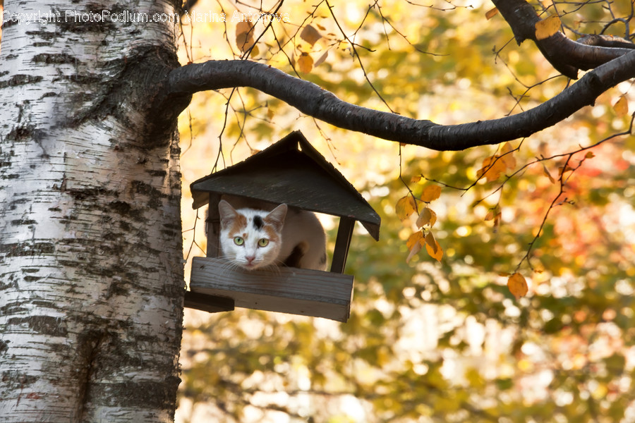Plant, Tree, Tree Trunk, Bird Feeder, Cat