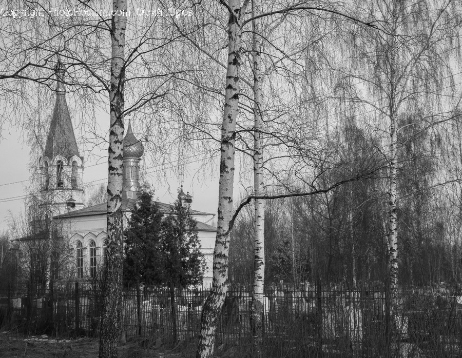Tree, Plant, Building, Steeple, Spire