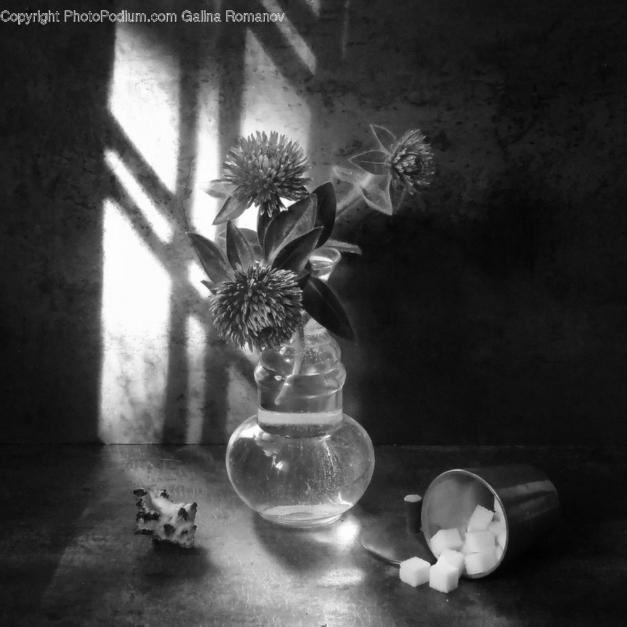 Plant, Jar, Vase, Pottery, Blossom