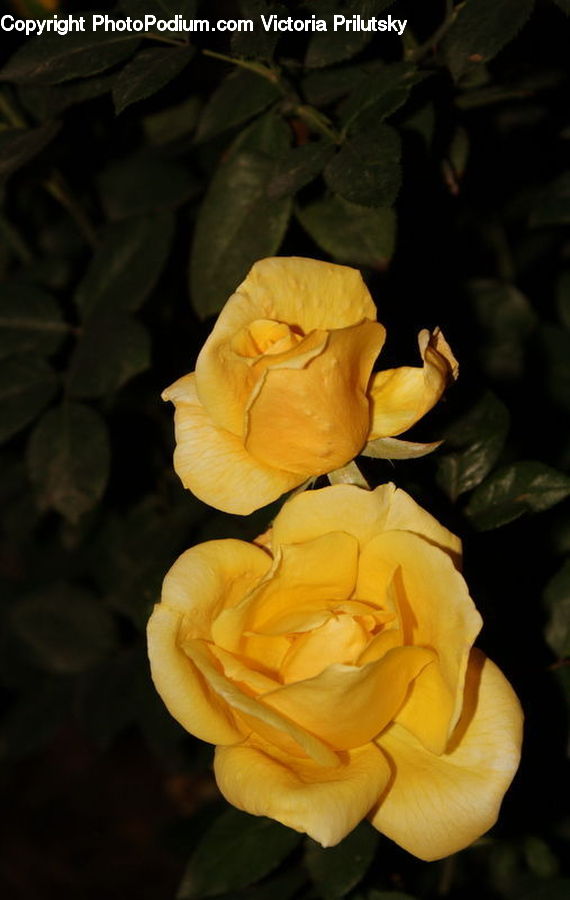People, Person, Human, Blossom, Flower, Plant, Rose