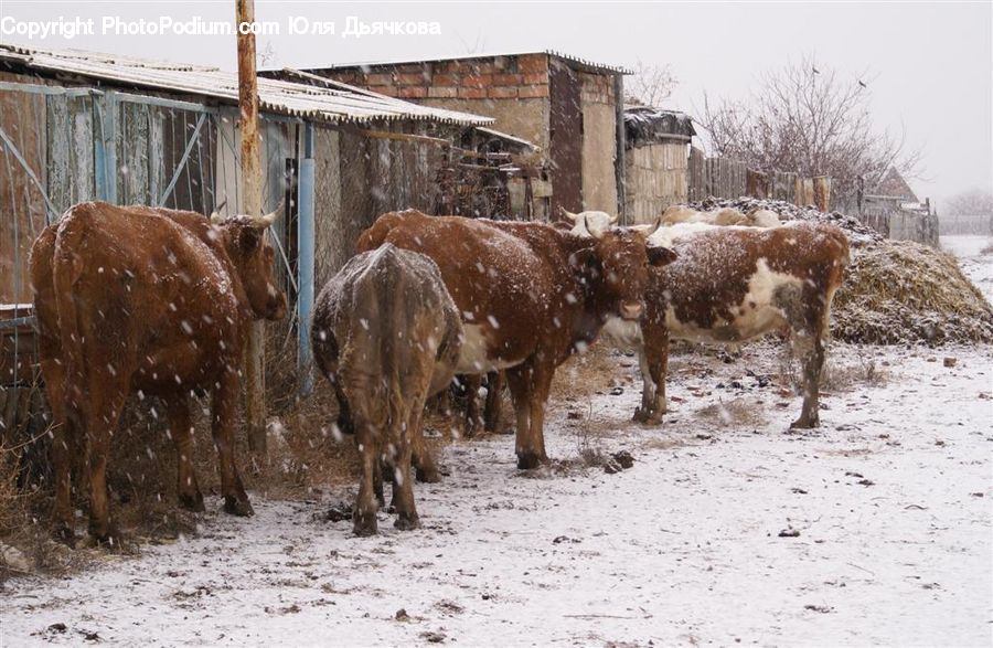 Animal, Cattle, Mammal, Bull, Longhorn, Cow, Dairy Cow