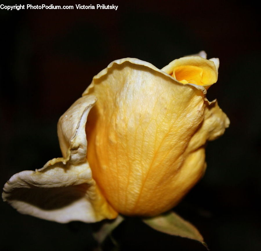 Garlic, Plant, Blossom, Crocus, Flora, Flower