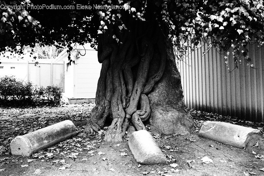 Plant, Tree, Root, Tree Trunk, Ground