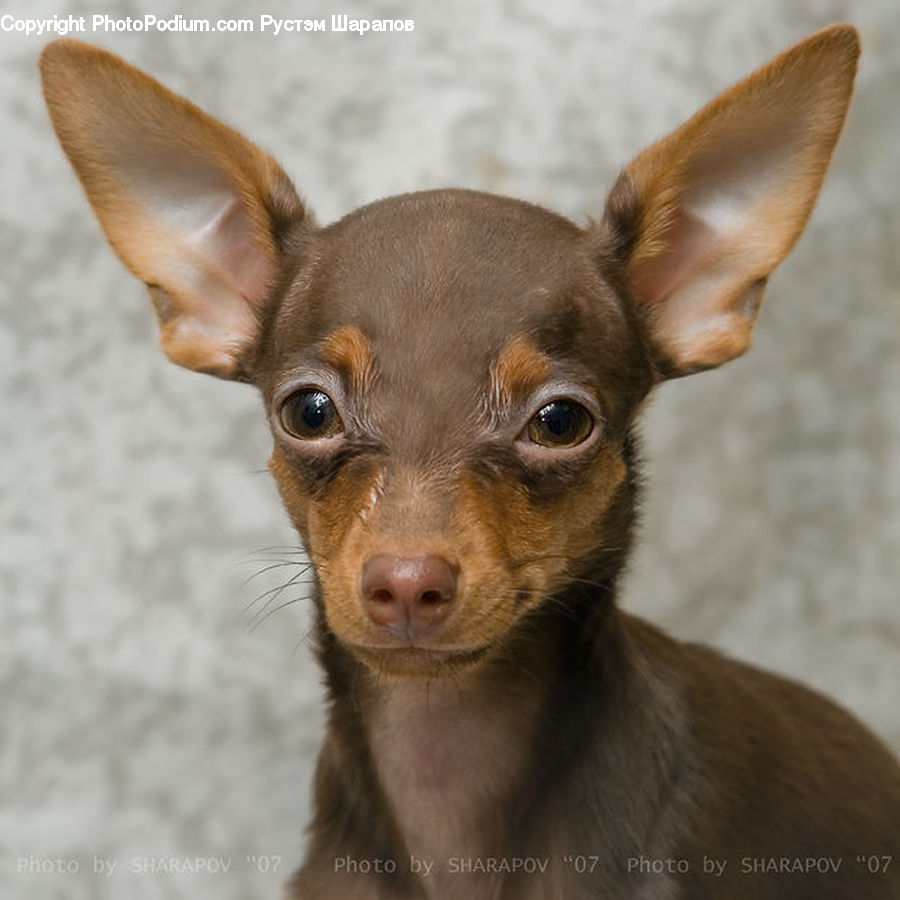 Animal, Canine, Chihuahua, Dog, Mammal, Pet, Deer