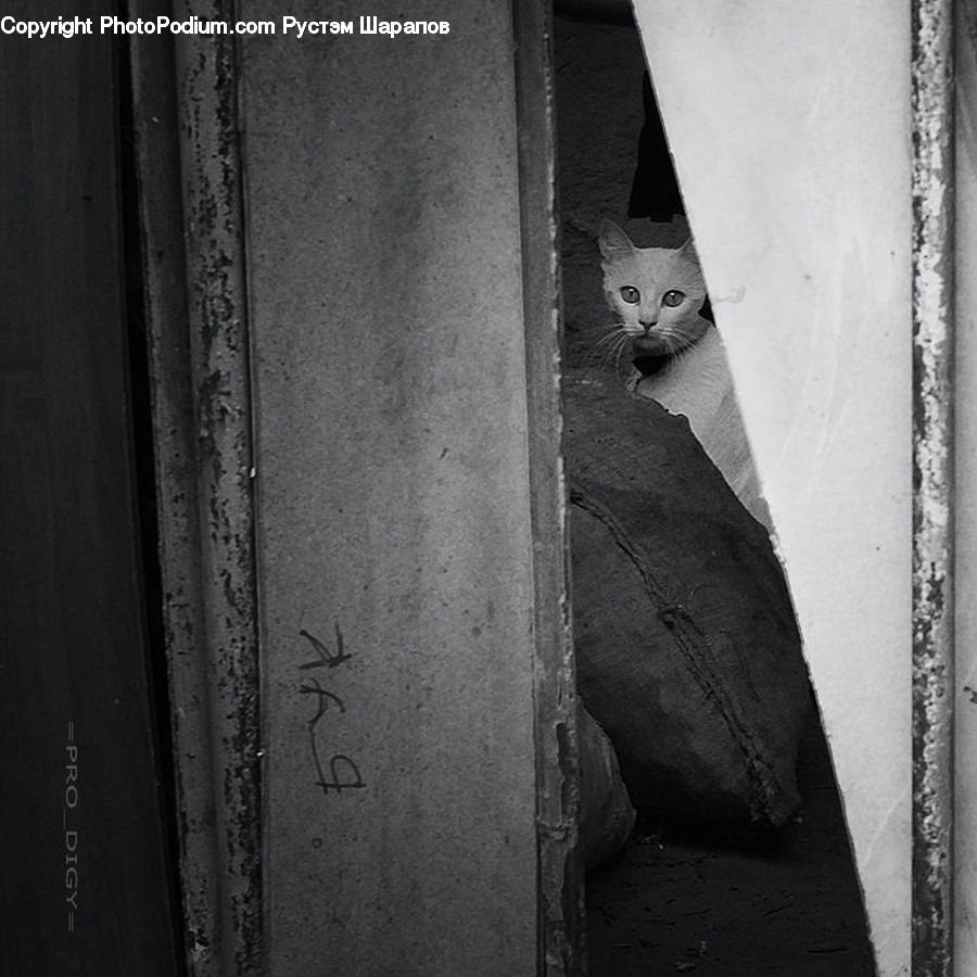 Animal, Cat, Kitten, Mammal, Pet, Column, Pillar