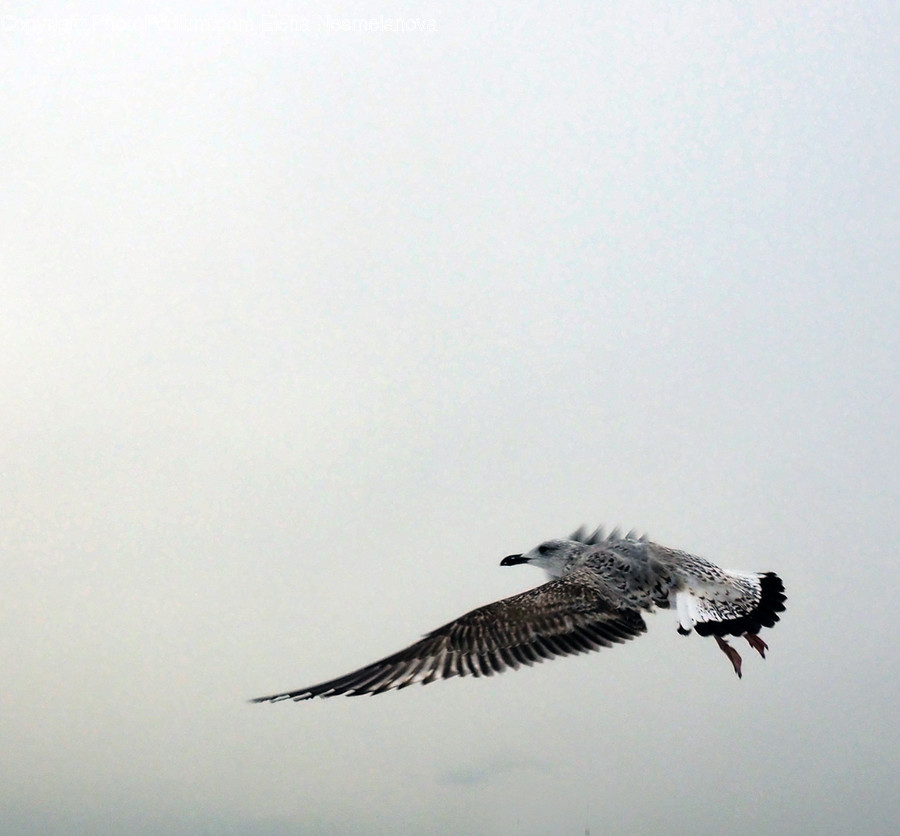 Animal, Bird, Vulture, Flying, Accipiter