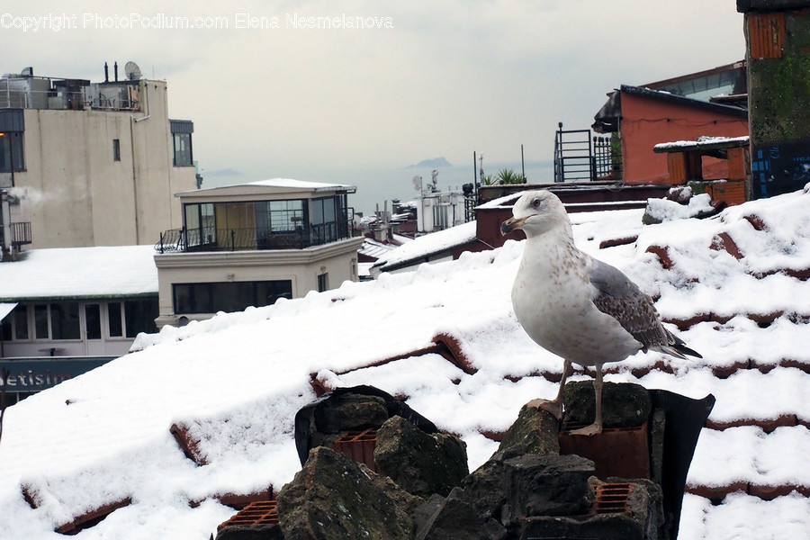 Bird, Animal, Seagull, Handrail, Banister