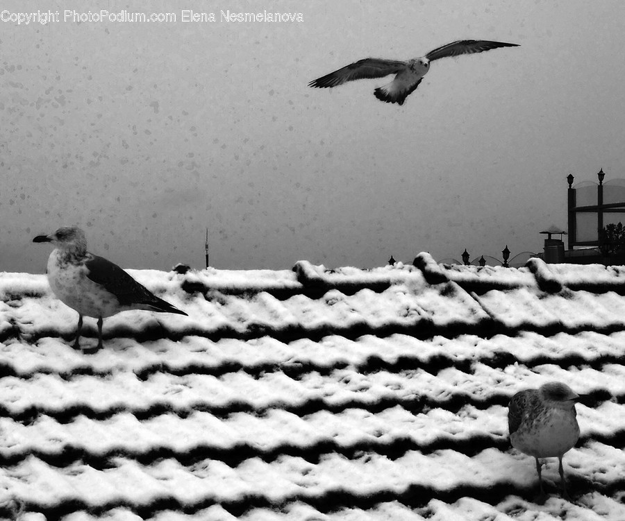 Flying, Animal, Bird, Seagull, Kite Bird