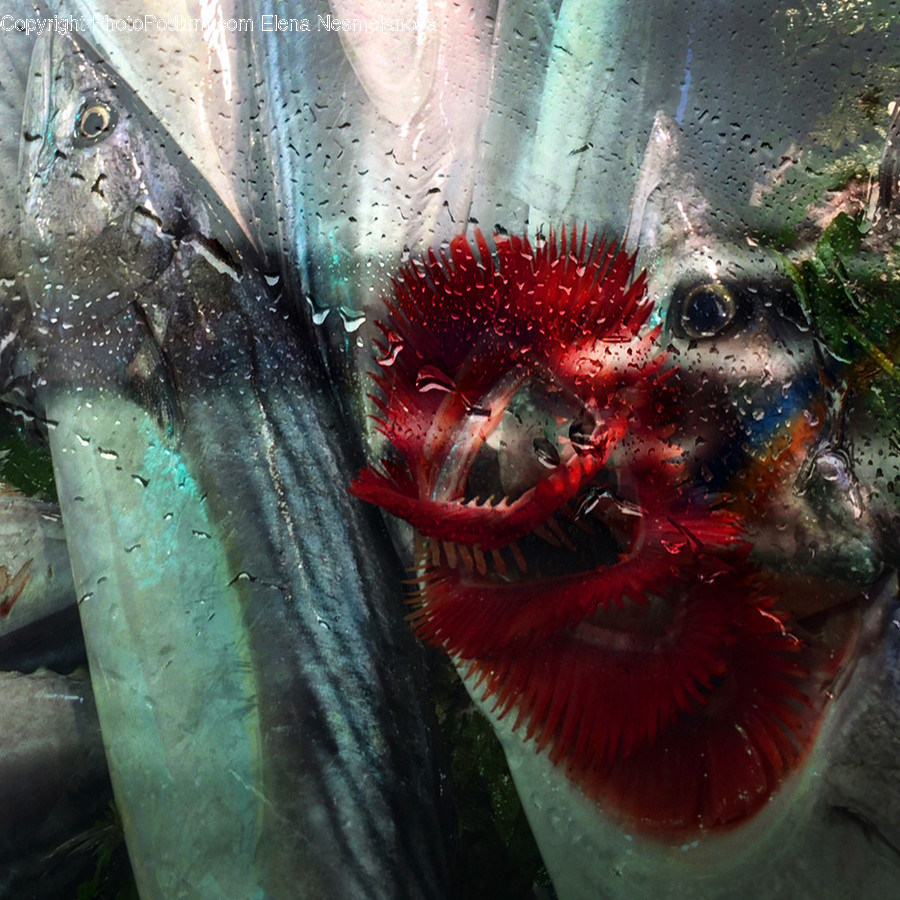 Animal, Fish, Crowd, Photography, Photo