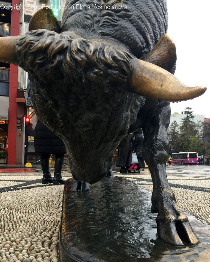 Bull, Mammal, Animal, Human, Person