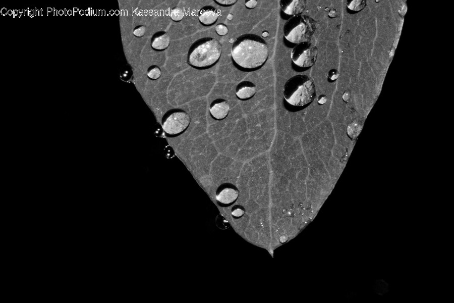 Leaf, Plant, Veins, Droplet, Accessories