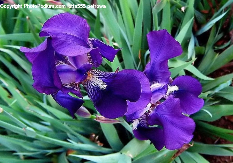 Flora, Flower, Iris, Plant, Blossom, Gladiolus, Crocus