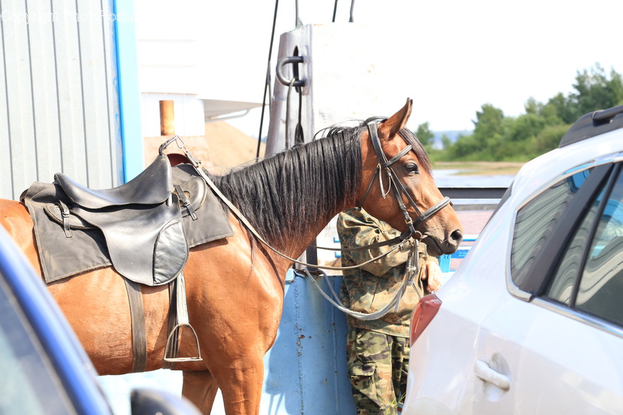 Animal, Mammal, Horse, Clothing, Apparel