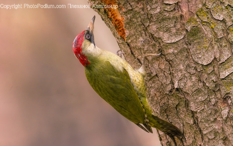 Animal, Bird, Woodpecker, Flicker Bird, Bee Eater