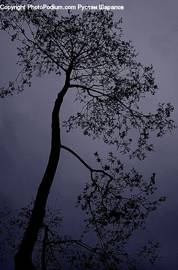 Plant, Tree, Silhouette, Conifer, Fir, Oak, Wood