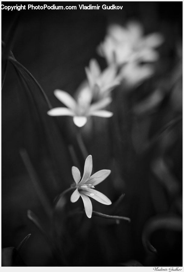 People, Person, Human, Blossom, Daffodil, Flora, Flower