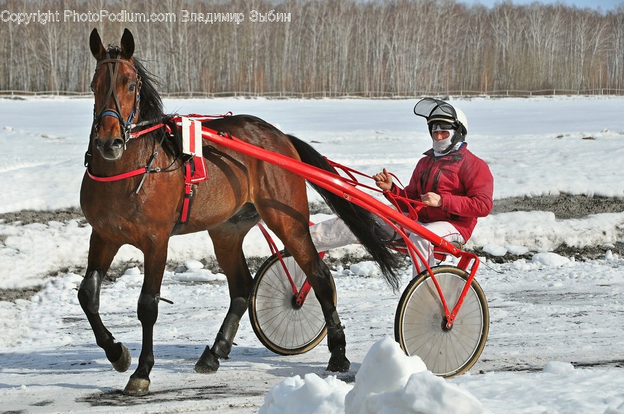 Animal, Horse, Mammal, Human, Person