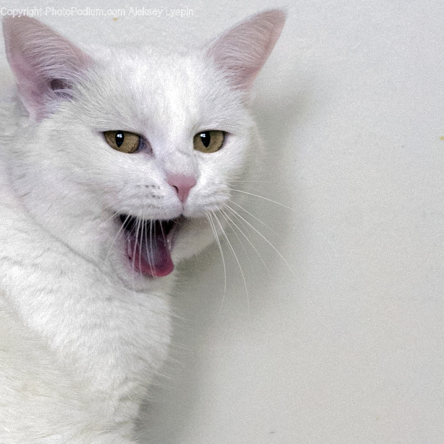 Mammal, Pet, Animal, Cat, Angora